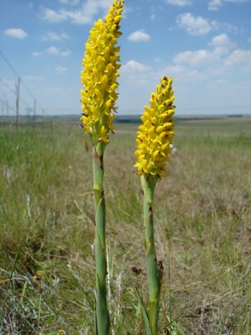 Disa woodii inflorescence